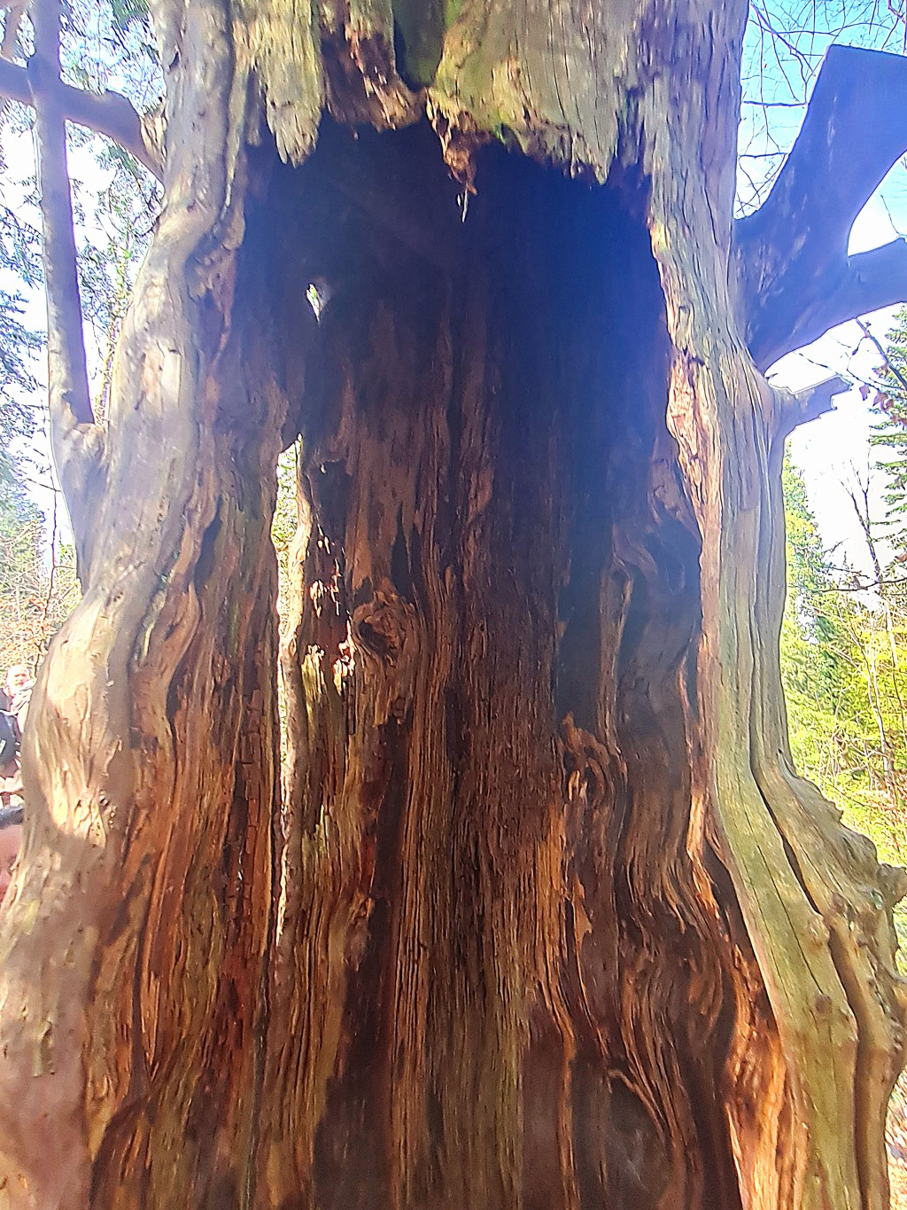 Baum der Veränderung