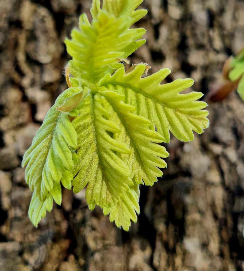 Die Natur lehrt uns&nbsp;Demut