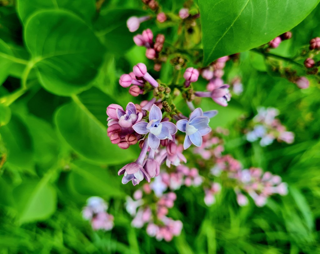 Aus östlichen Gefilden