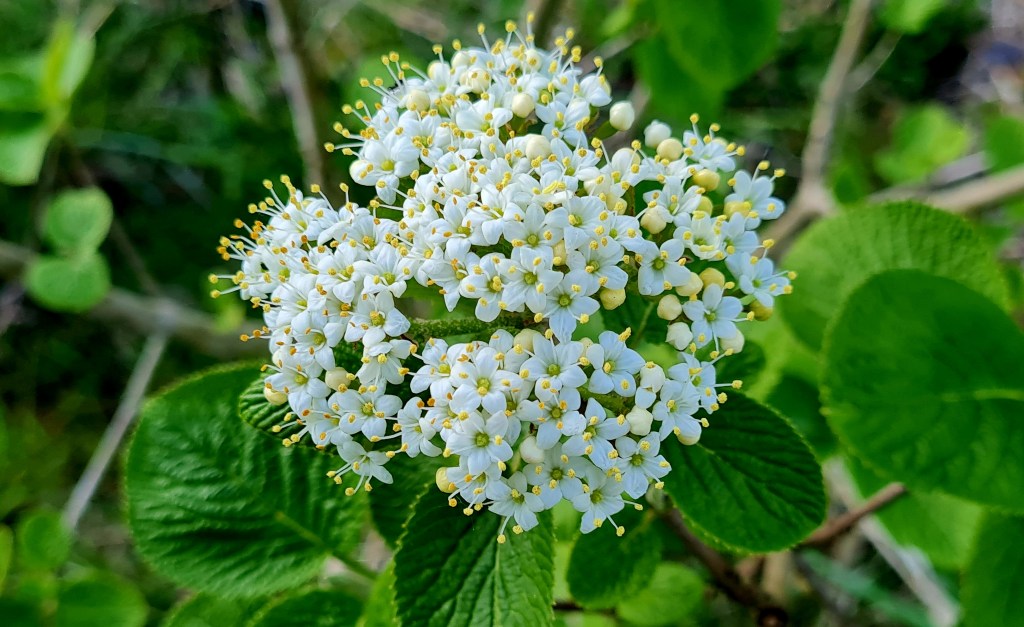 Schneeball im Frühling