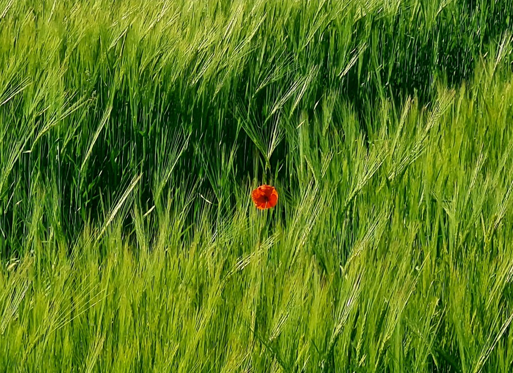 Muntermacher Mohn