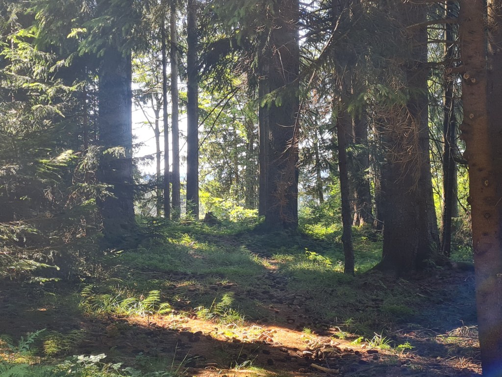 Zauberwald