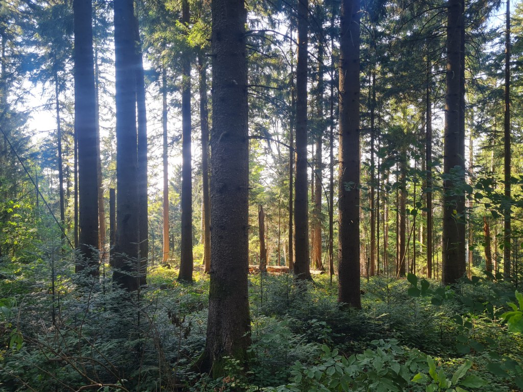 Holzmänner